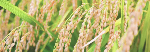 有機JAS認証オーガニックの野菜・米を使用